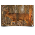Birchwood Casey Eze-Scorer 23 x 35 Whitetail Deer Target, 2 Targets