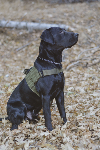 Voodoo Tactical Alpha K9 Mark I Tactical Duty Harness